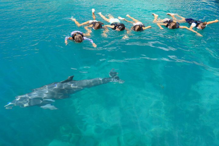 Dolphin interaction on a group of young children wearing wetsuits and googles in the pool.