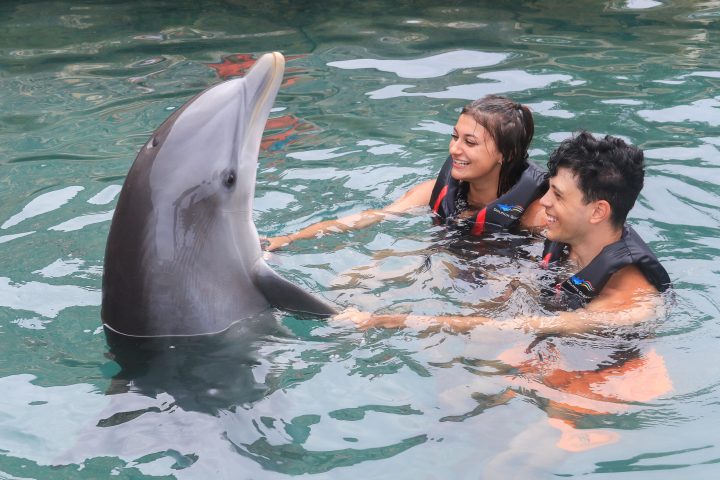 Dolphin interaction of a young couple wearing wetsuits in the pool.