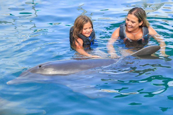 Dolphin interaction of a family wearing wetsuits in the pool.