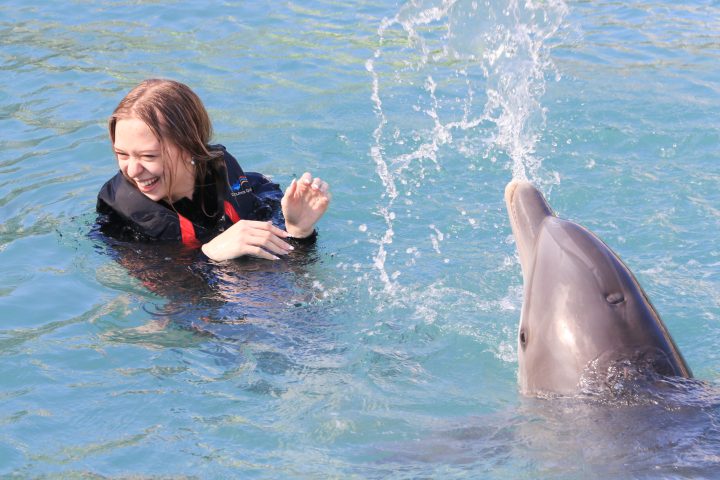 Dolphin interaction of a young woman wearing wetsuit in the pool.