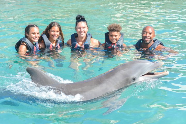 Dolphin interaction of a family wearing wetsuits in the pool.