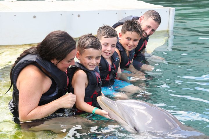 Dolphin interaction of a family wearing wetsuits in the pool.