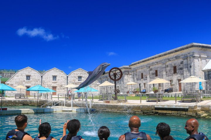 A dolphin leaping out of the water in front of people wearing wetsuits.