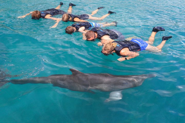 Dolphin interaction of a family wearing wetsuits and googles in the pool.