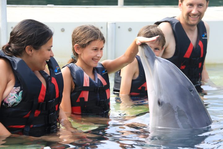 Dolphin interaction of a family wearing wetsuits in the pool.