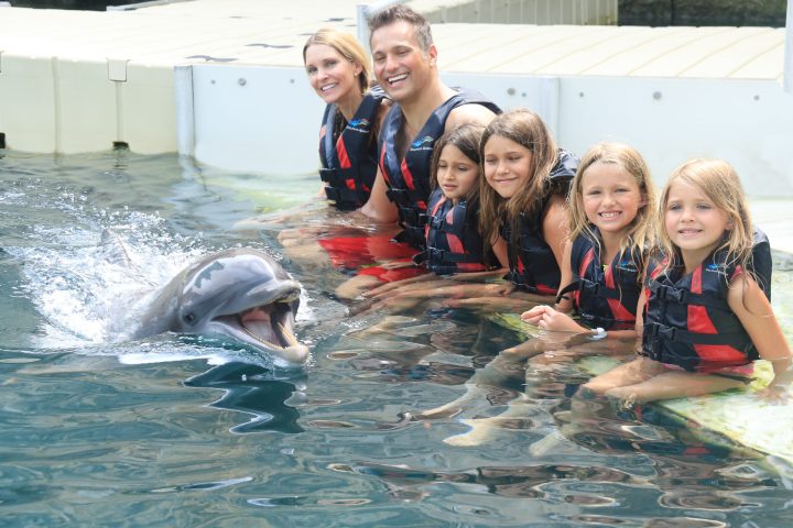 Dolphin interaction of a family wearing wetsuits in the pool.