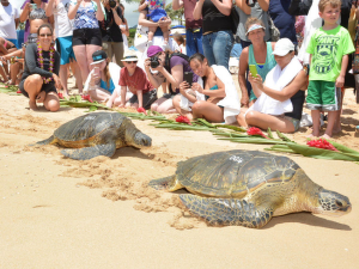 A crowd observing two turtles on the beach, captivated by the sight of the dolphin race happening nearby.