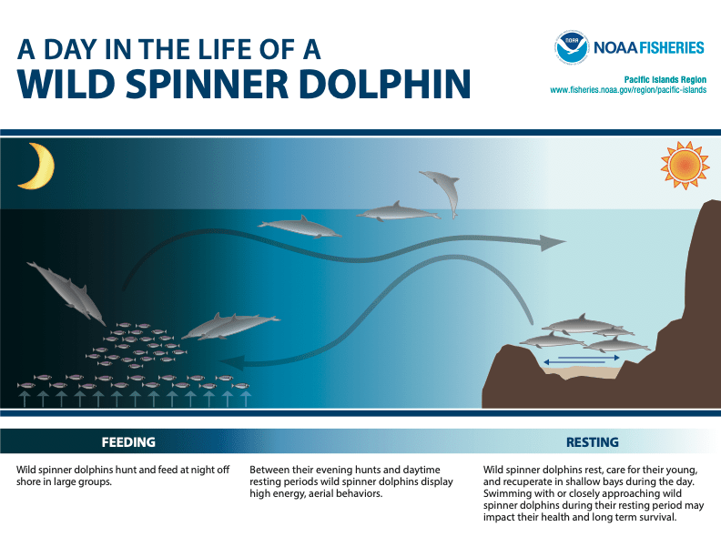 A Day in the Life of a Wild Spinner Dolphin Poster. A Day in the Life of a Wild Spinner Dolphin Poster.