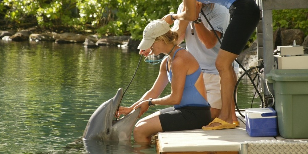 Trainer giving dolphin an endoscope.