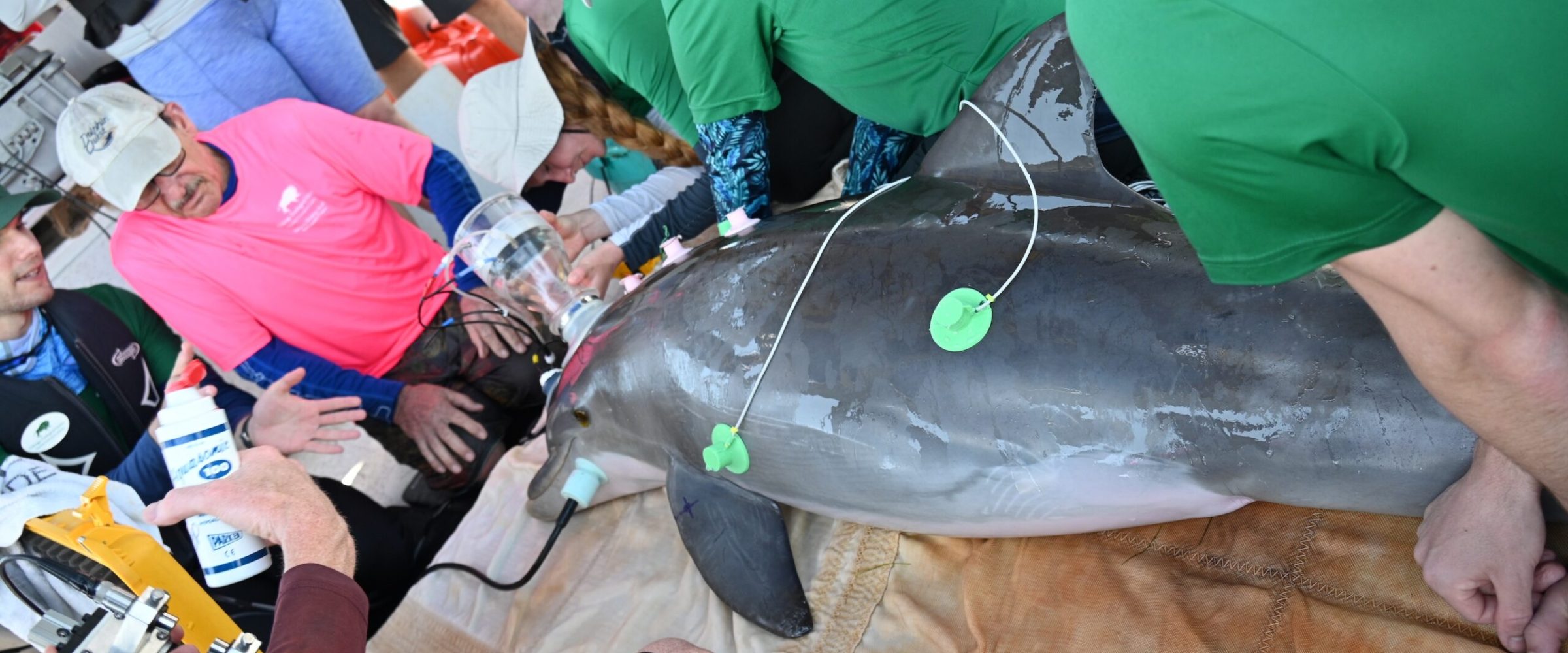 Bottlenose Dolphin Health Assessments in Sarasota Bay, Florida. Bottlenose Dolphin Health Assessments in Sarasota Bay, Florida.