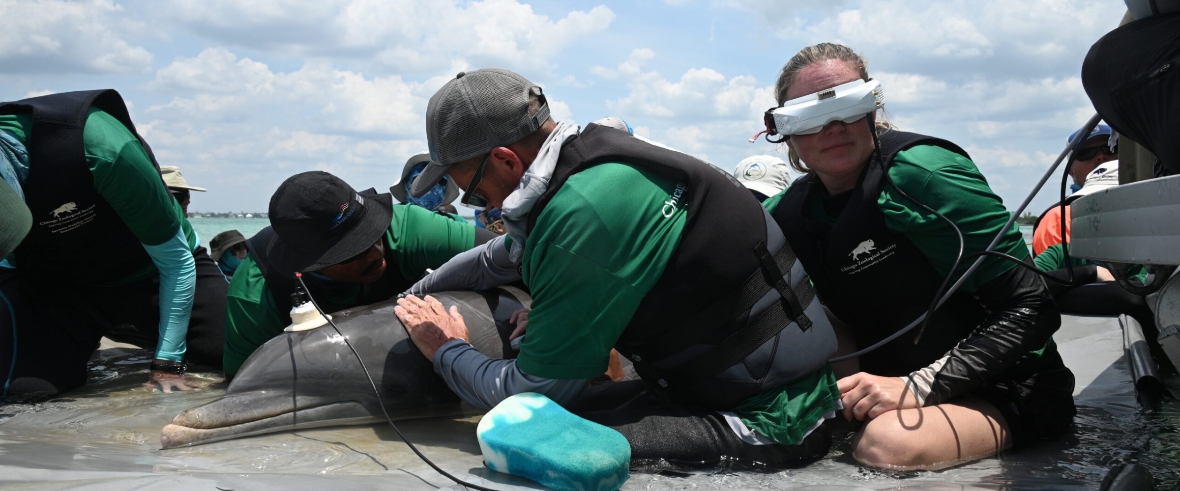 Bottlenose Dolphin Health Assessments in Sarasota Bay, Florida. Bottlenose Dolphin Health Assessments in Sarasota Bay, Florida.