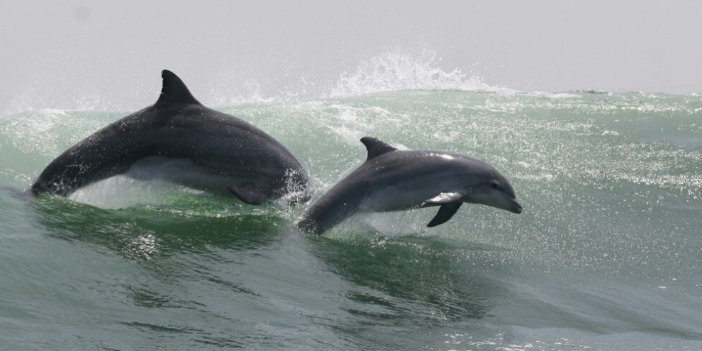 Two dolphins playfully swim side by side in the deep blue sea.