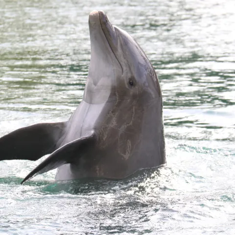 A dolphin jumping out of the water.