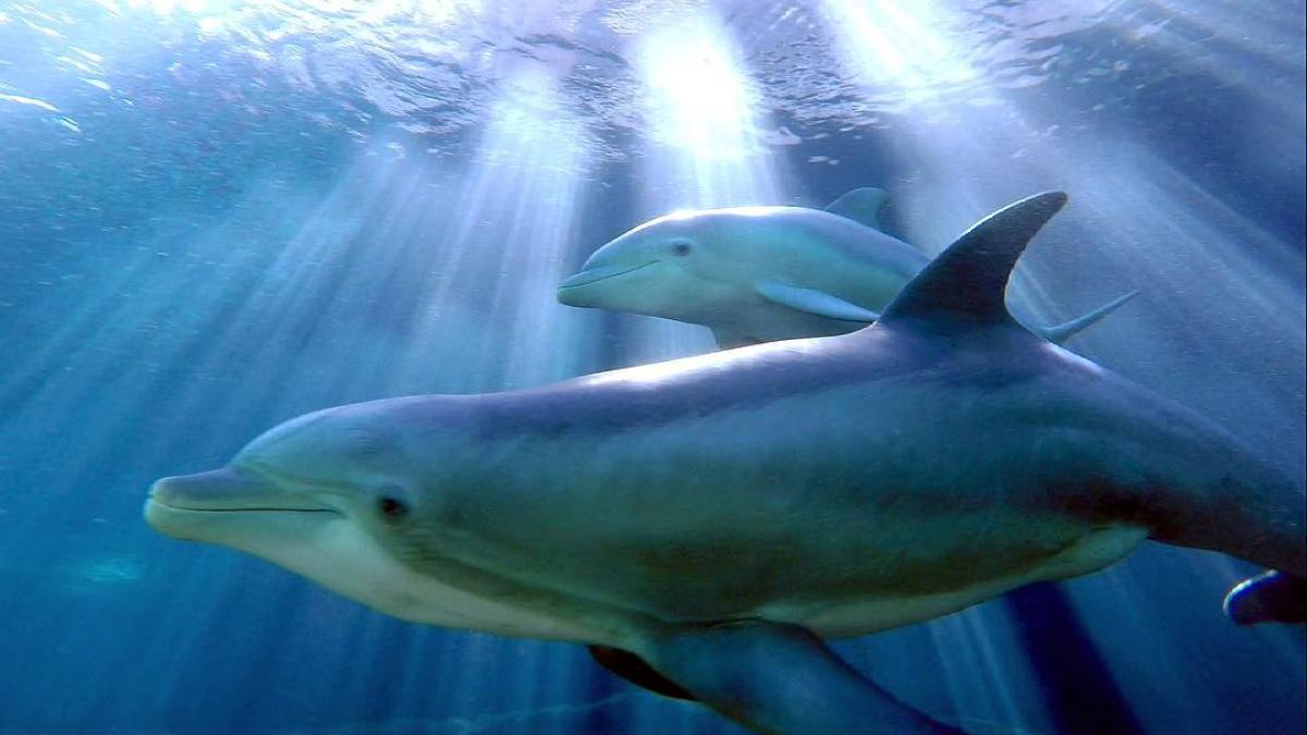 Dolphins swimming under the ocean.
