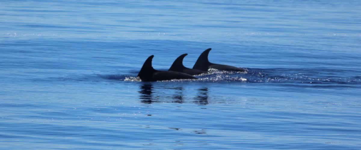 Three dolphins elegantly glide through the ocean waters. Three dolphins elegantly glide through the ocean waters.