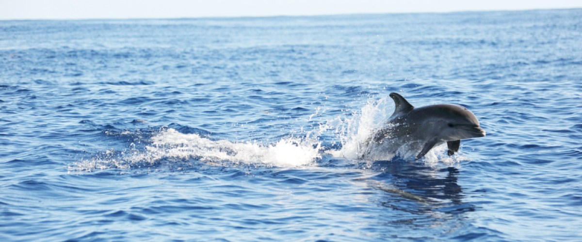 A dolphin gracefully leaps out of the ocean, showcasing its agility and elegance in mid-air. A dolphin gracefully leaps out of the ocean, showcasing its agility and elegance in mid-air.