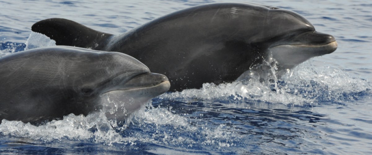 Two dolphins playfully swim side by side in the deep blue sea. Two dolphins playfully swim side by side in the deep blue sea.