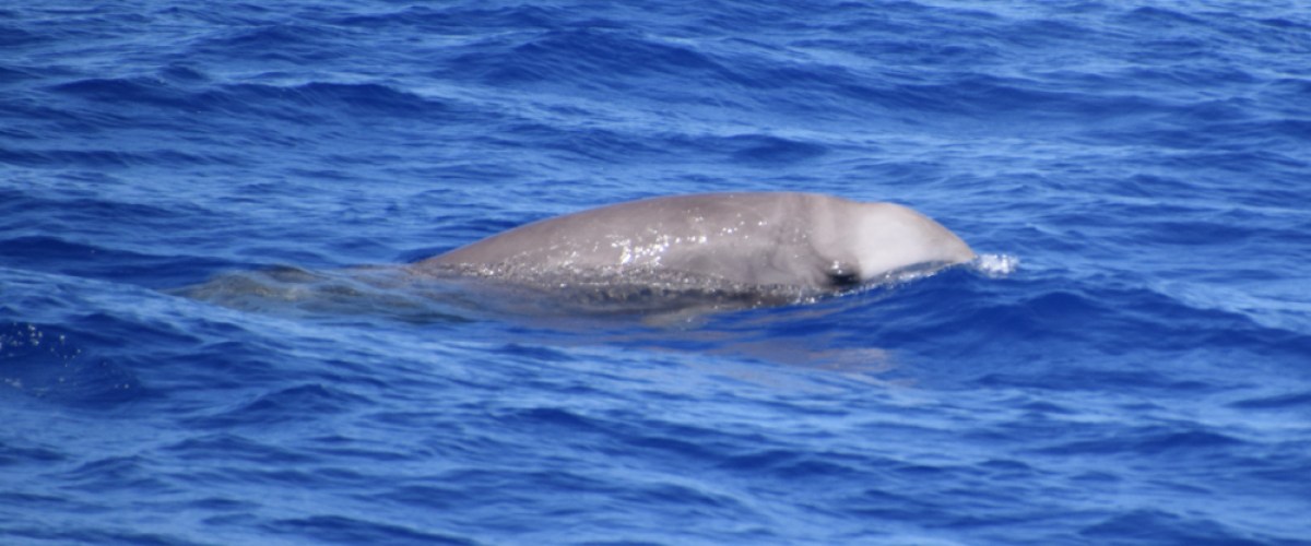 A whale swimming in the ocean. A whale swimming in the ocean.