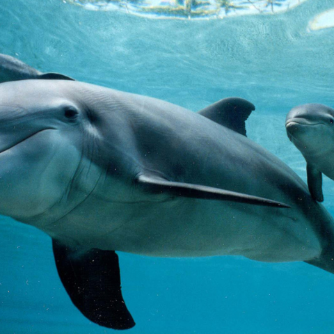 Group of dolphins swimming together in the ocean.