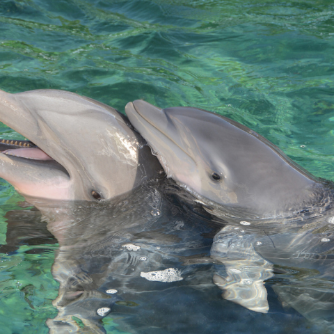 Pair of dolphins, one adult and one baby, playfully swim in the ocean.