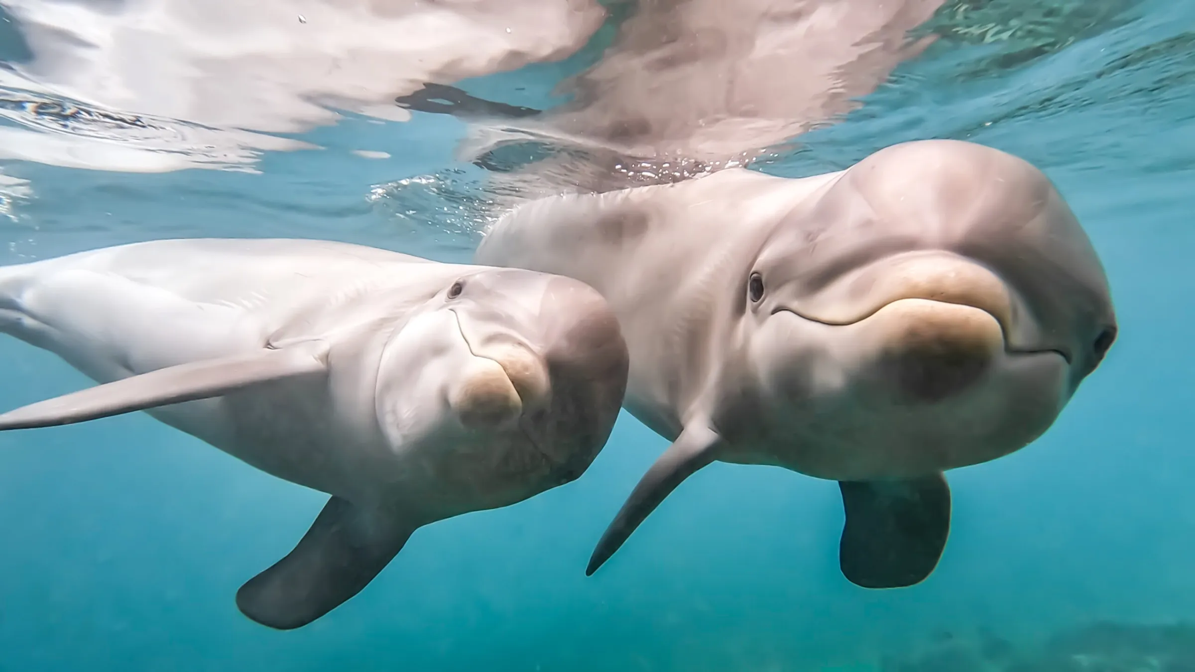 A pair of dolphins swimming under the ocean.