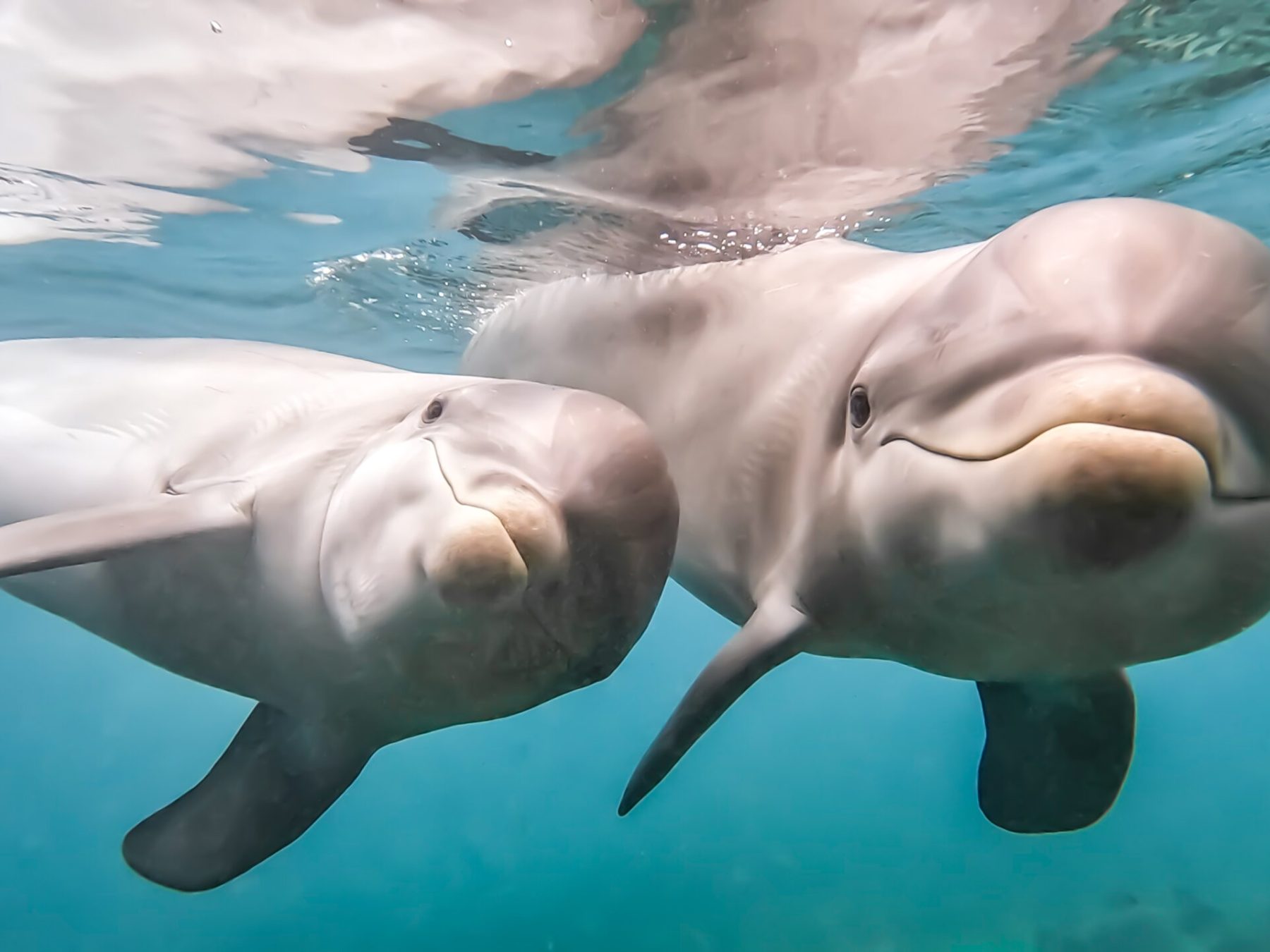 A pair of dolphins swimming under the ocean.