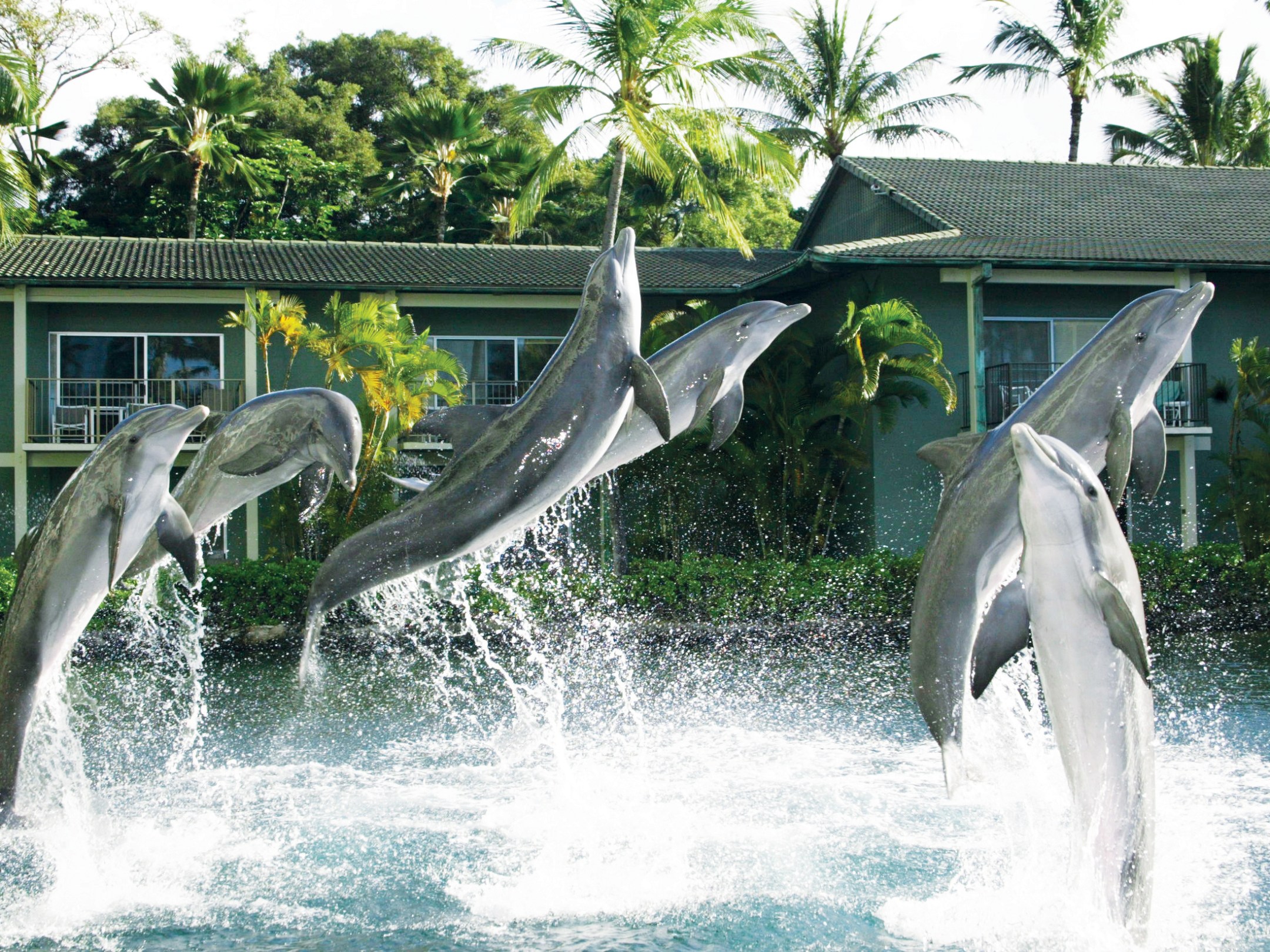 Dolphins leaping out of water.