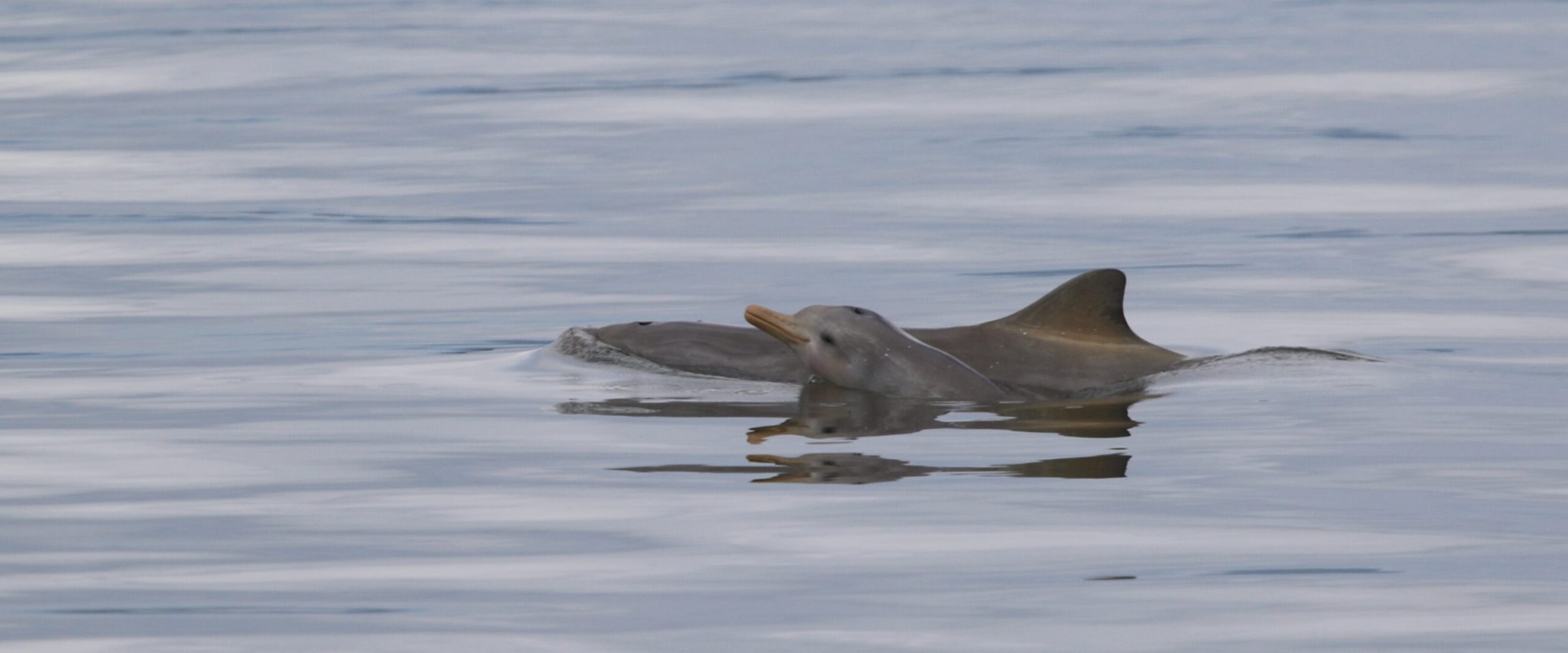 Big and small dolphin swimming in the ocean. Big and small dolphin swimming in the ocean.