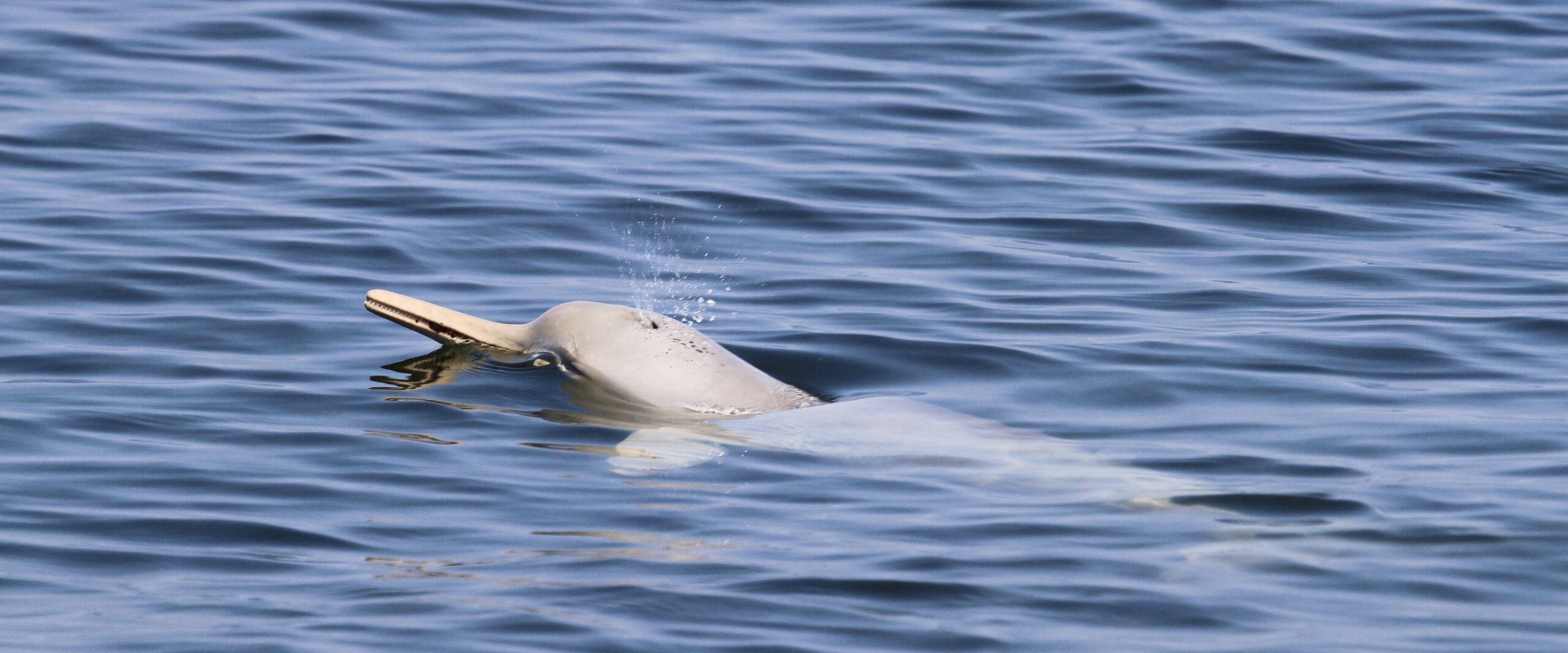 A dolphin swimming in the ocean. A dolphin swimming in the ocean.