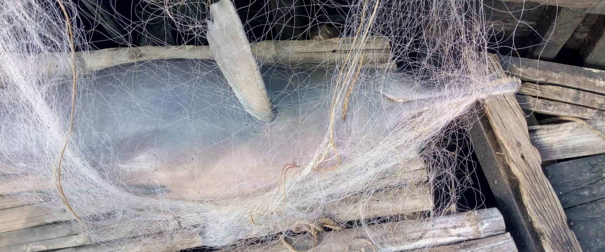 Gillnet catches Ganges dolphin captured by Soumen Bakshi. Gillnet catches Ganges dolphin captured by Soumen Bakshi.