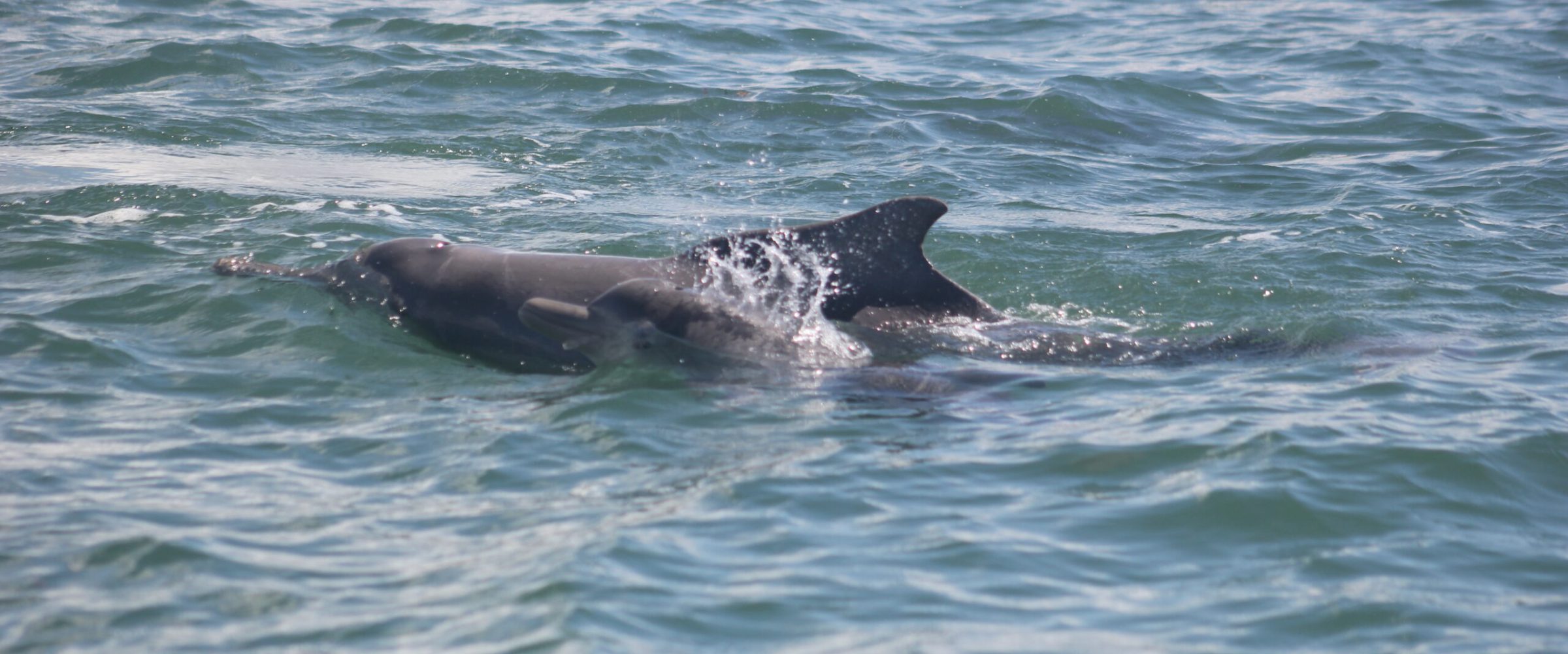 A dolphin gracefully swimming upside down in the ocean, showcasing its agility and playful nature. A dolphin gracefully swimming upside down in the ocean, showcasing its agility and playful nature.