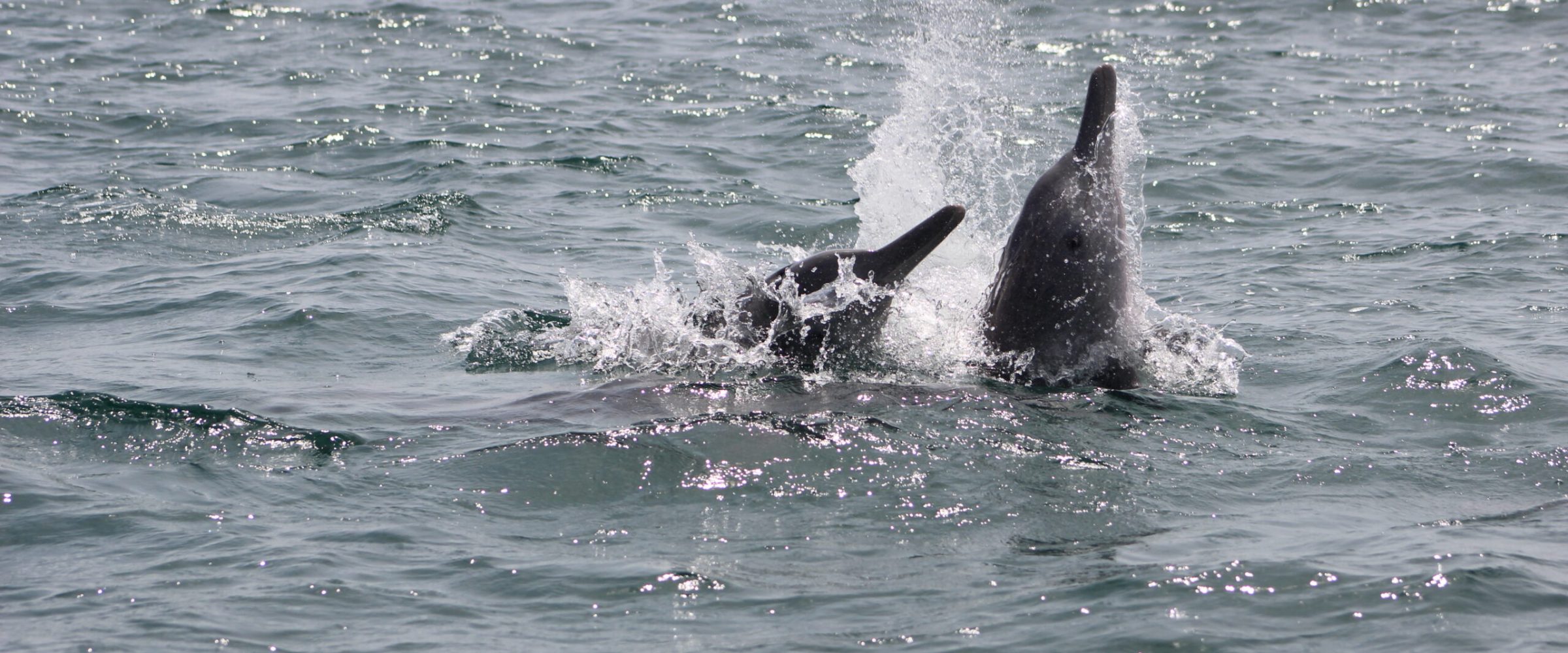 Two dolphins playing in the ocean. Two dolphins playing in the ocean.