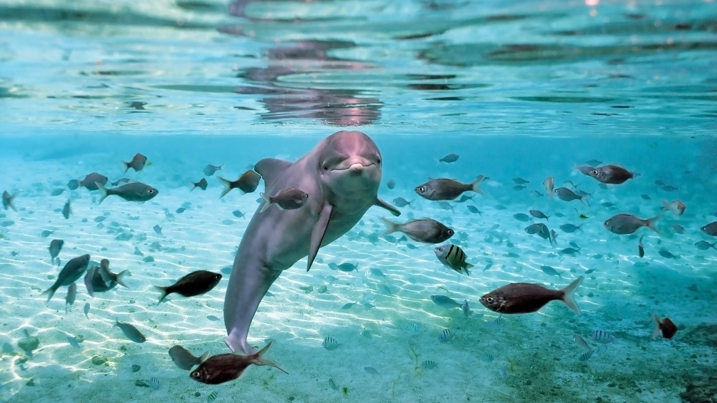 A dolphin with different types of fish swimming under the ocean.