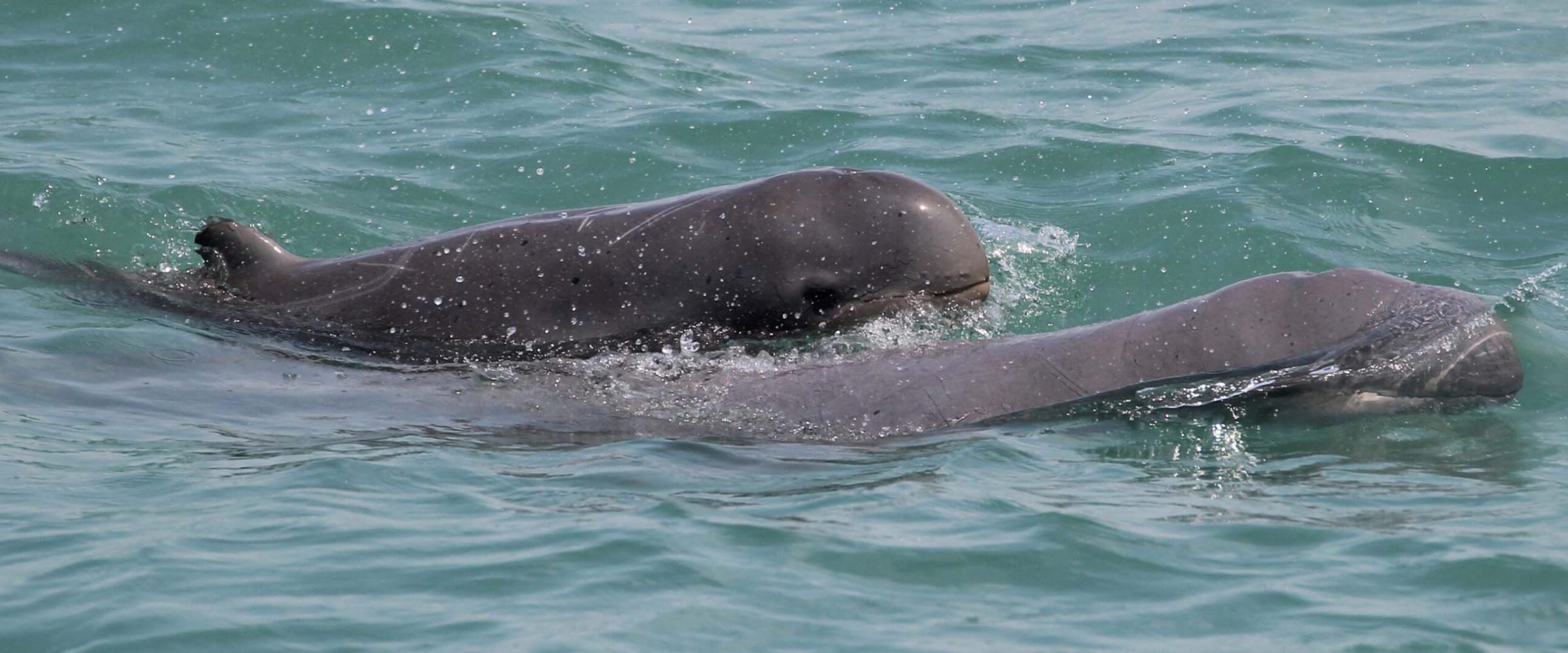 Two dolphins swimming in the ocean. Two dolphins swimming in the ocean.