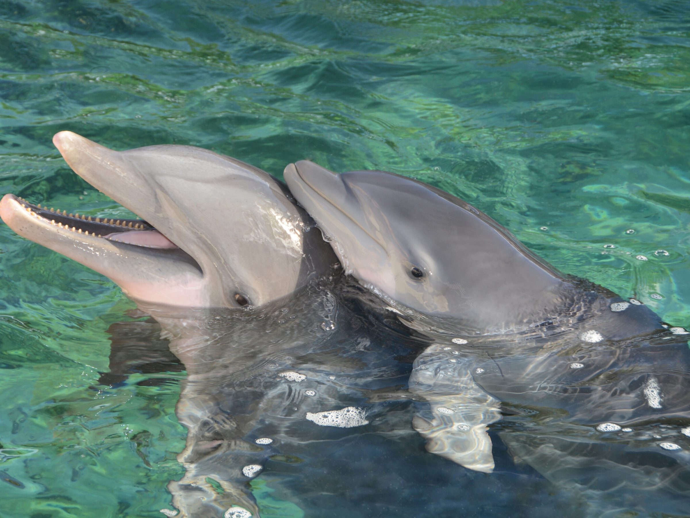 Pair of dolphins, one adult and one baby, playfully swim in the ocean.
