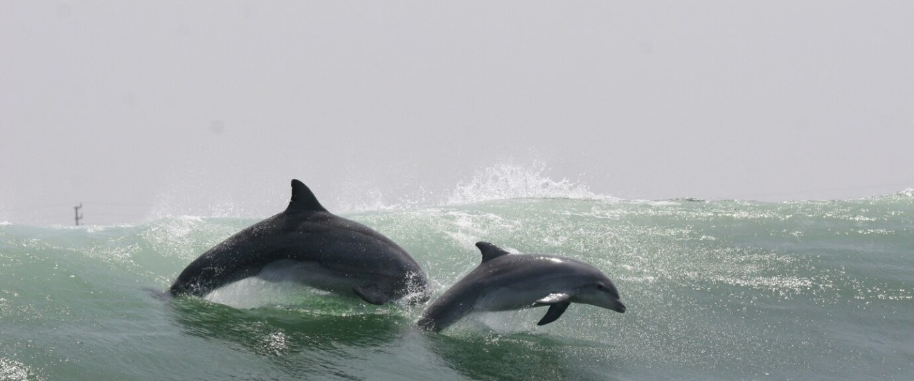 Two dolphins playfully swim side by side in the deep blue sea.