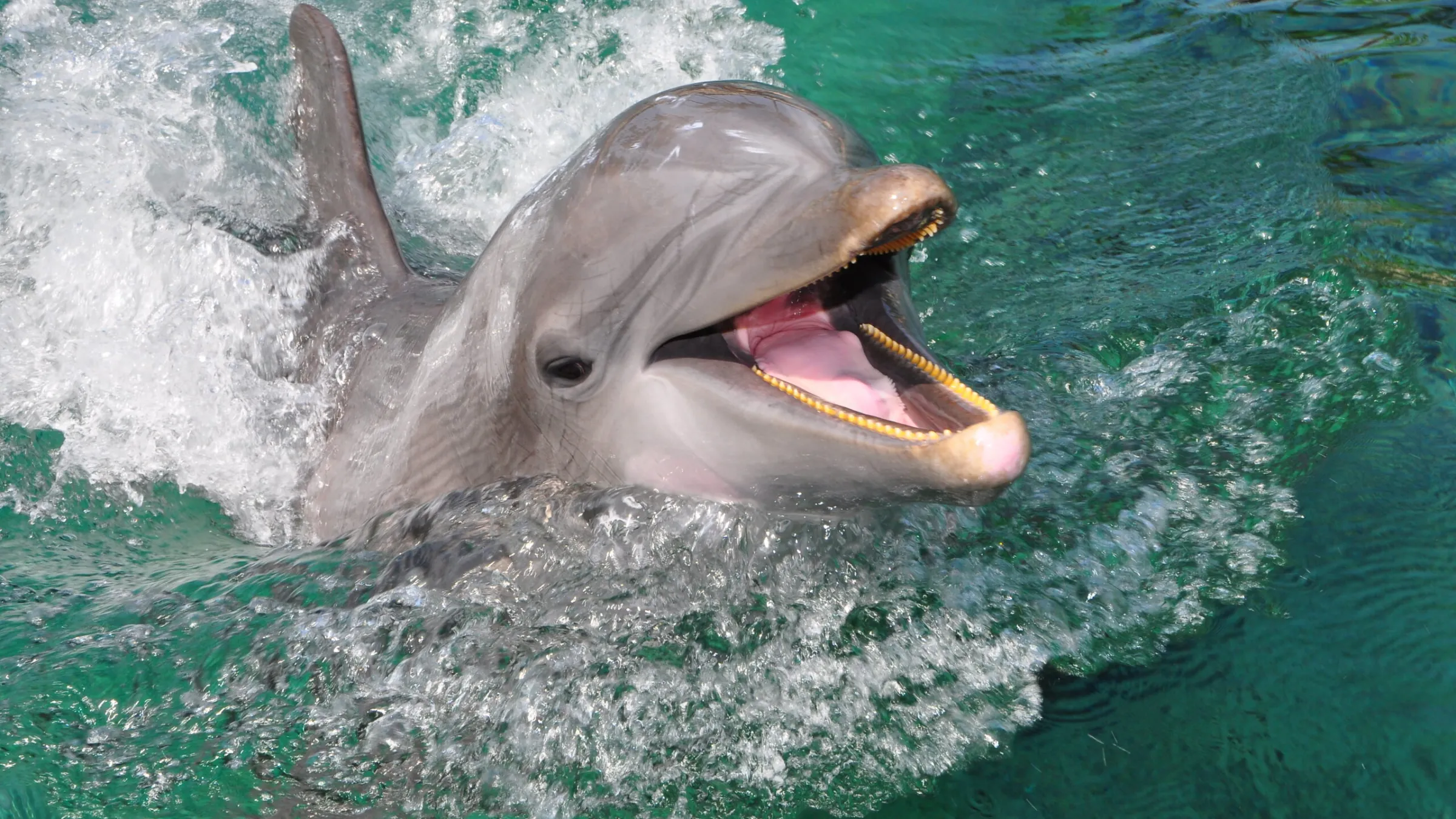 Dolphin playfully splashing in water with mouth open.