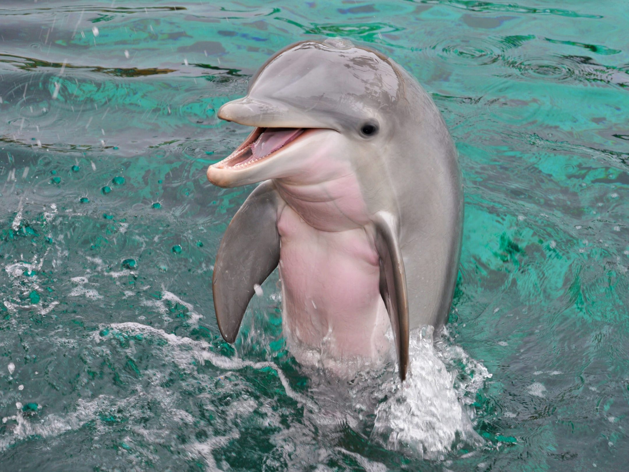 A dolphin jumping out of the water.