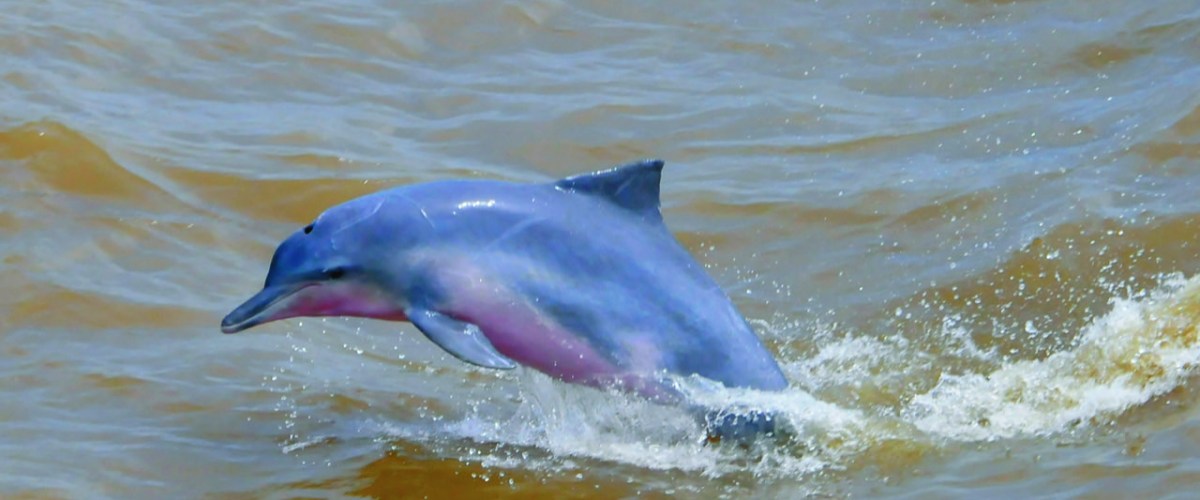 A dolphin swimming in the ocean. A dolphin swimming in the ocean.