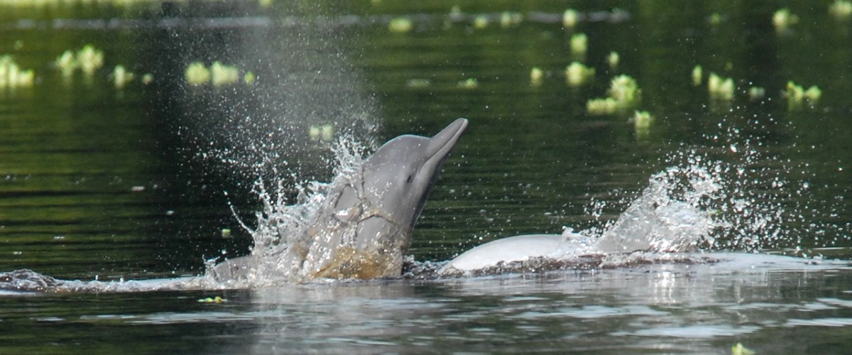 A dolphin joyfully splashes in the water, raising its head above the surface, creating a beautiful display of aquatic playfulness. A dolphin joyfully splashes in the water, raising its head above the surface, creating a beautiful display of aquatic playfulness.