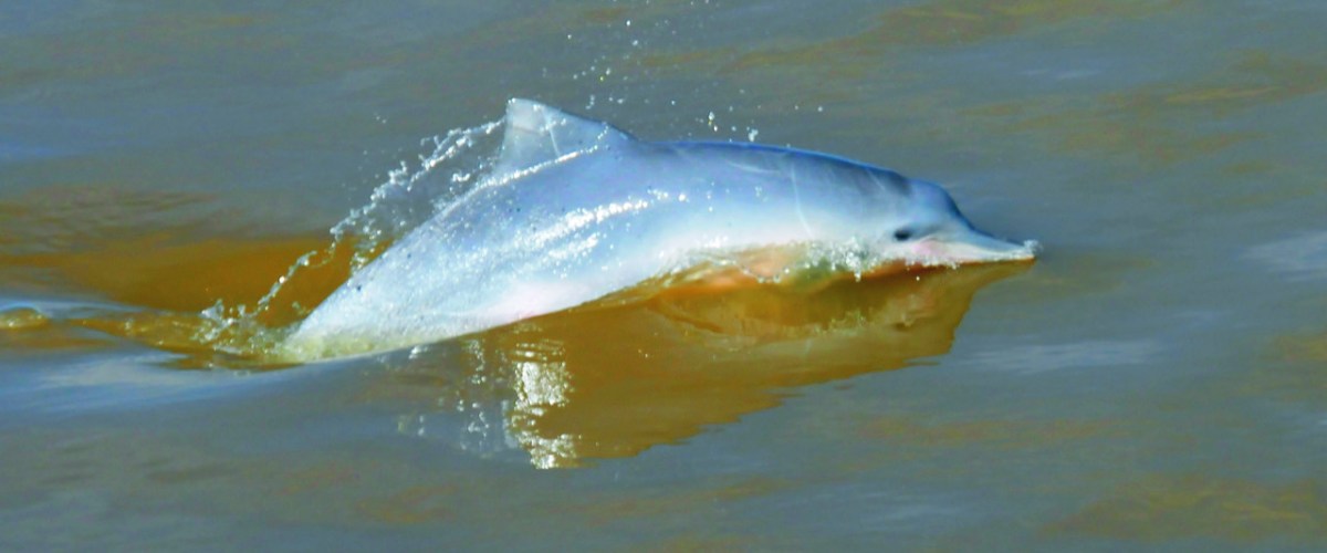 A dolphin swimming in the ocean. A dolphin swimming in the ocean.