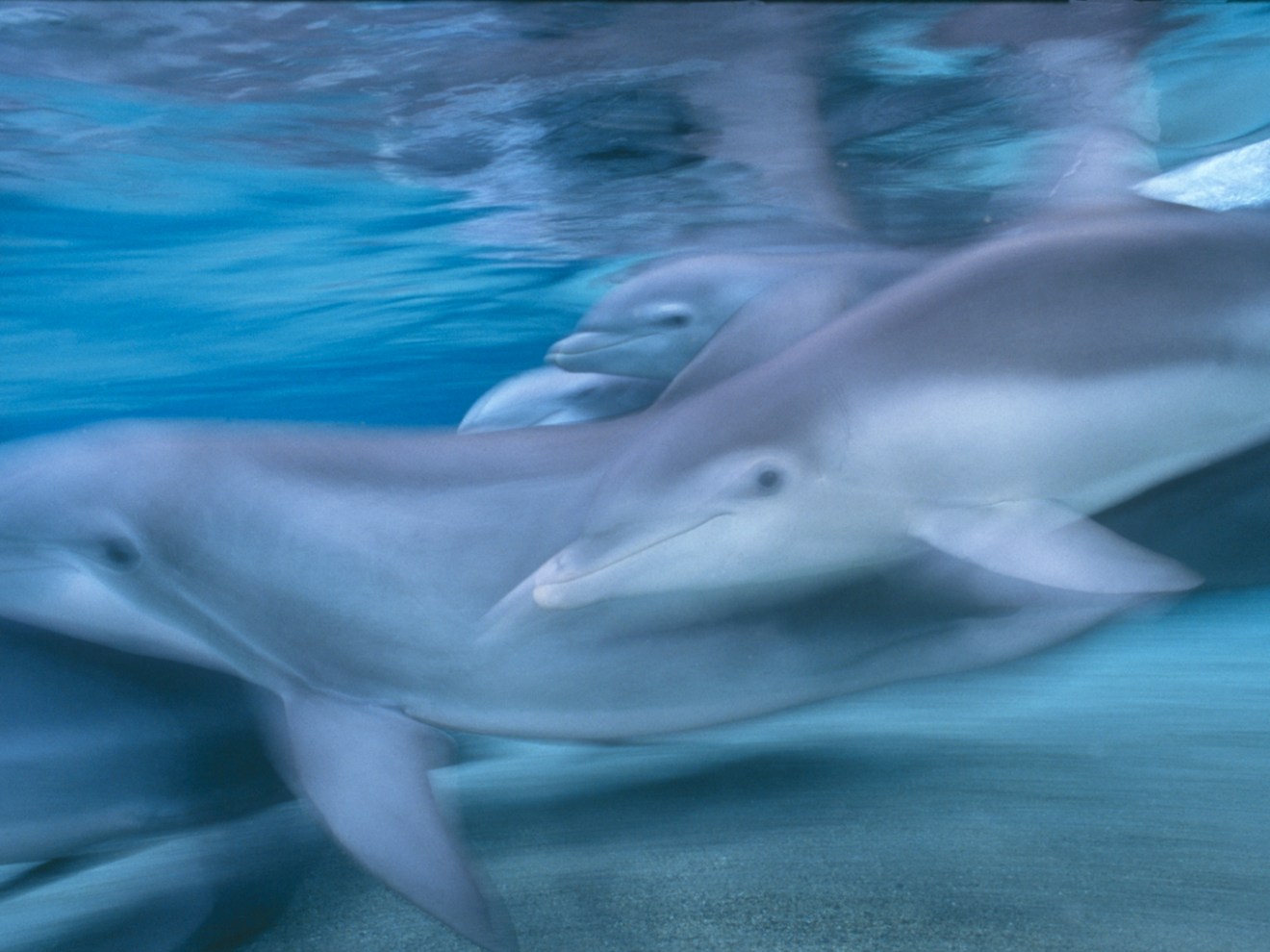 Dolphins