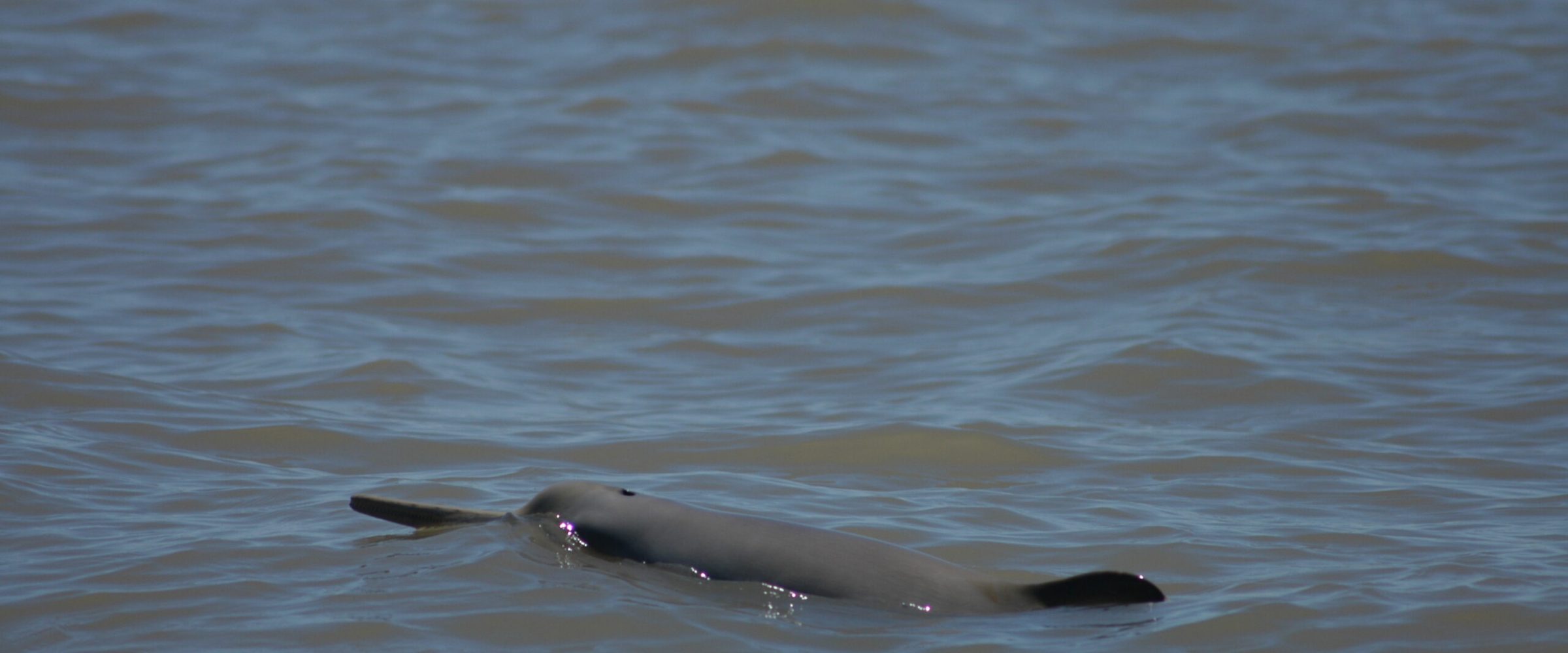 A dolphin swimming in the ocean. A dolphin swimming in the ocean.
