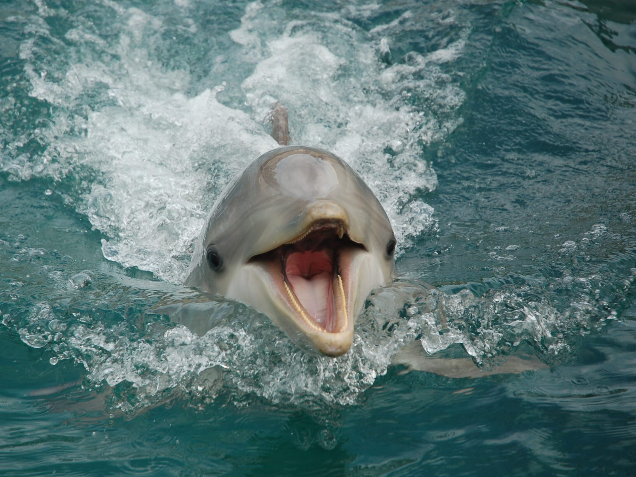 A dolphin displaying its open mouth while swimming in the water.