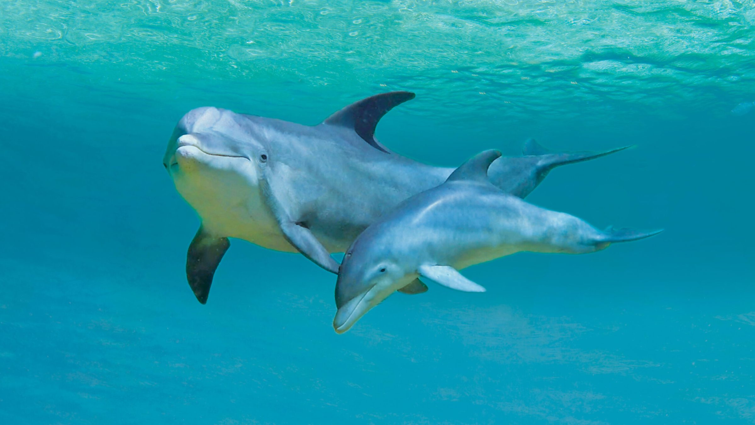 A pair of dolphins swimming under the ocean.