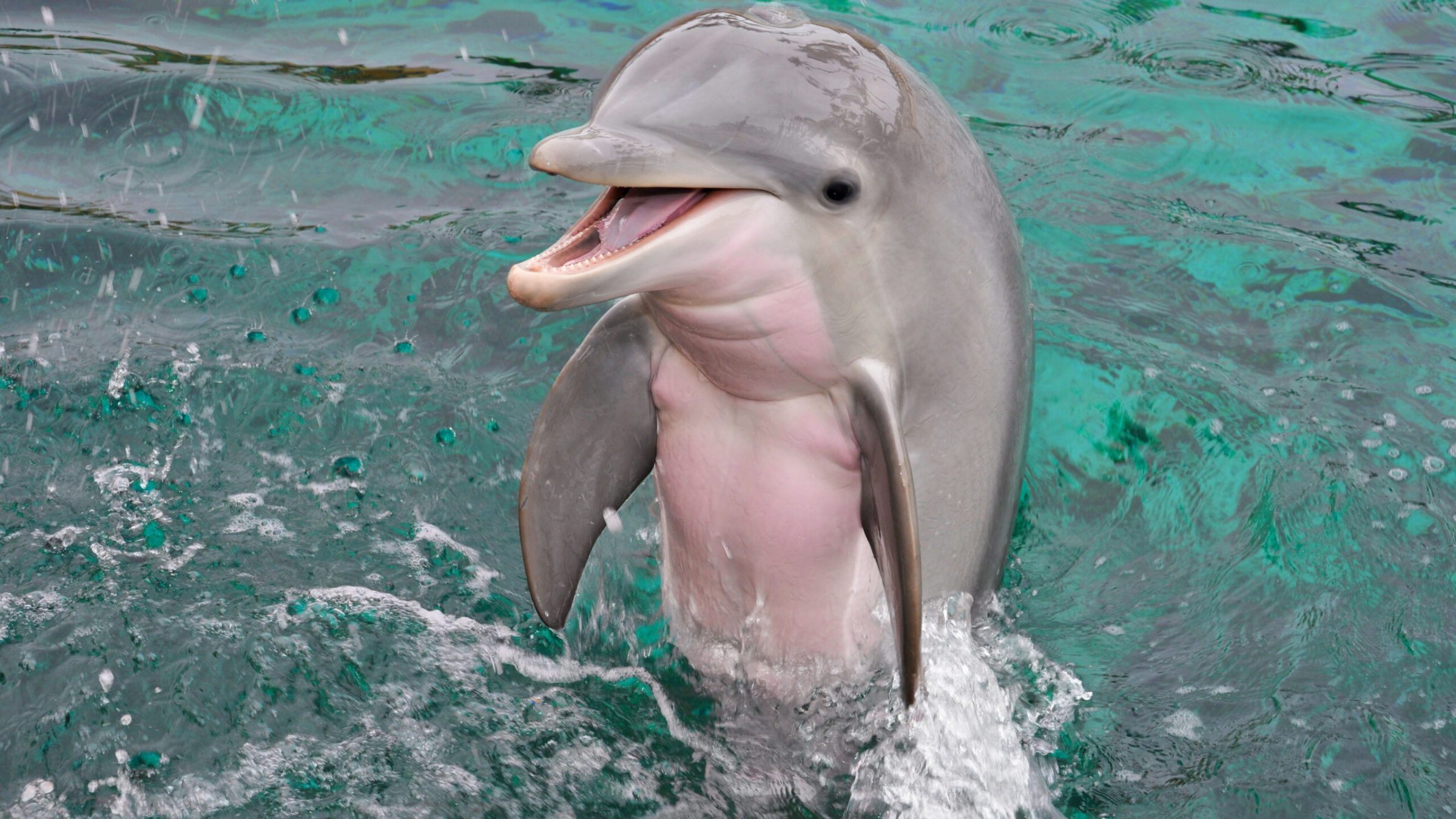 Dolphin leaping out of water.