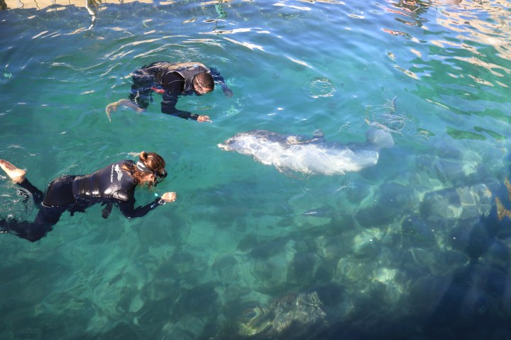 Bermuda Dolphin Adventure | Dolphin Quest