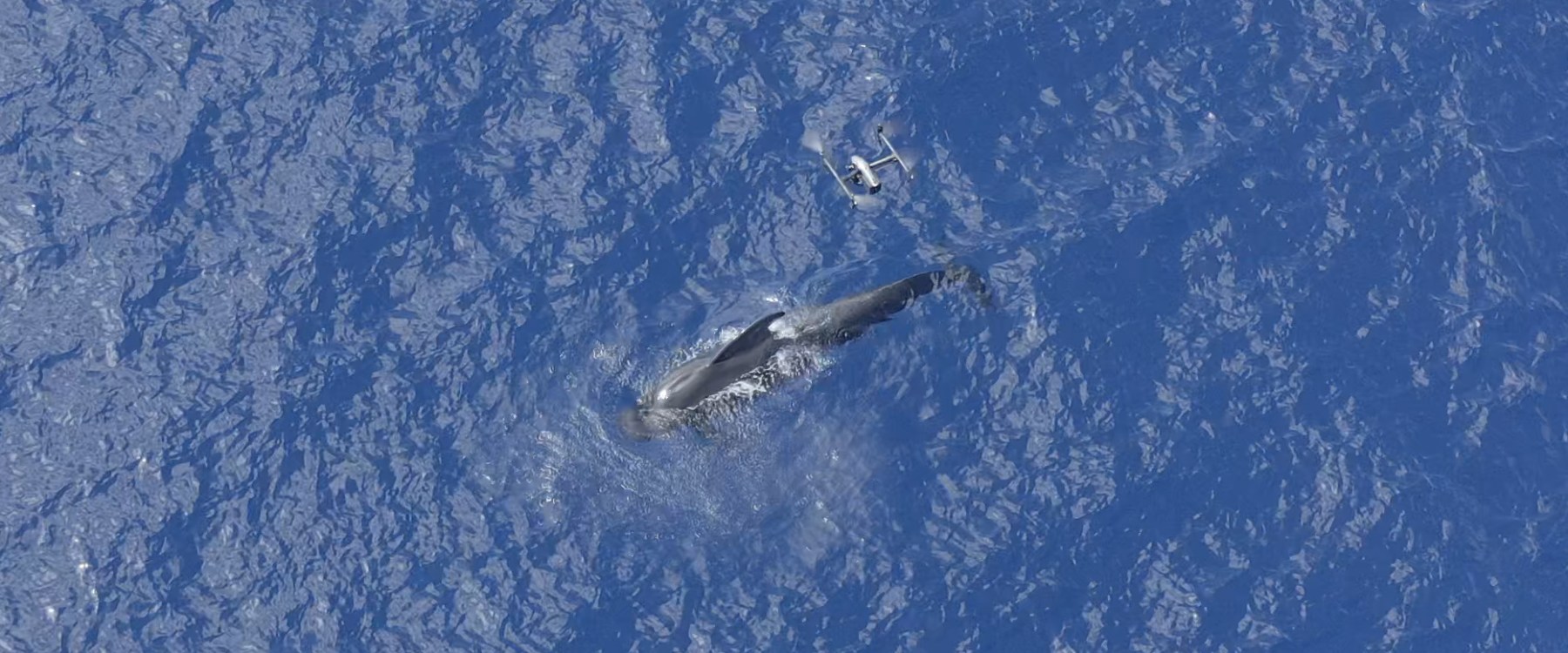 Drone captures a whale swimming in the ocean from above. Drone captures a whale swimming in the ocean from above.