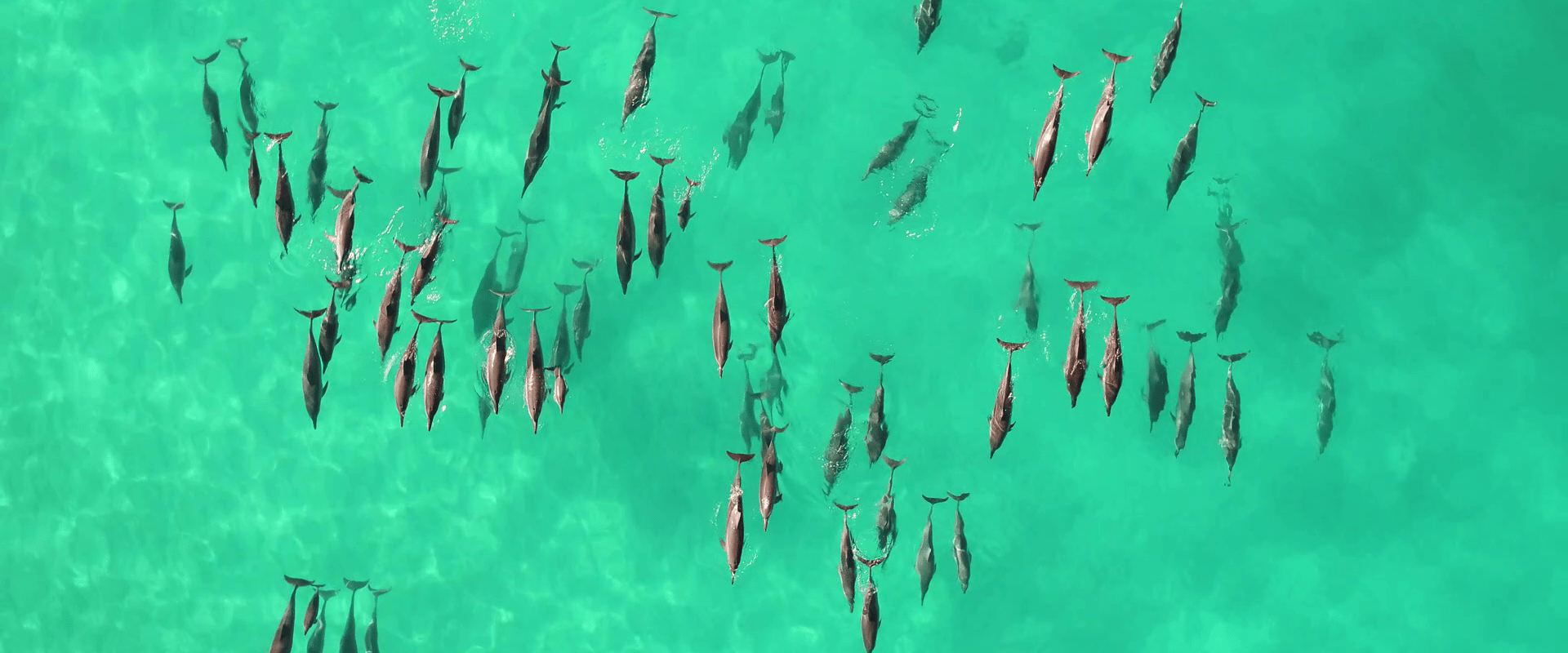 Assessing the age-structure of the spinner dolphins in Kona using drone photogrammetry. Assessing the age-structure of the spinner dolphins in Kona using drone photogrammetry.
