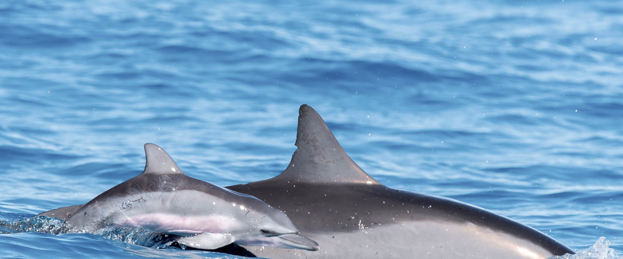 A dolphin swimming in a body of water. A dolphin swimming in a body of water.